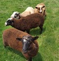FINNSHEEP LAMBS 4 Finnsheep ram  FINNSHEEP LAMBS 4 Finnsheep ram lambs. Pet and breeding quality. Born first of March. Ready to go beginning of July. 2 dark brown, 1 light brown, 1 black/white. 217-494-2049 Juli Shipman